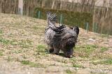 SKYE TERRIER 100
